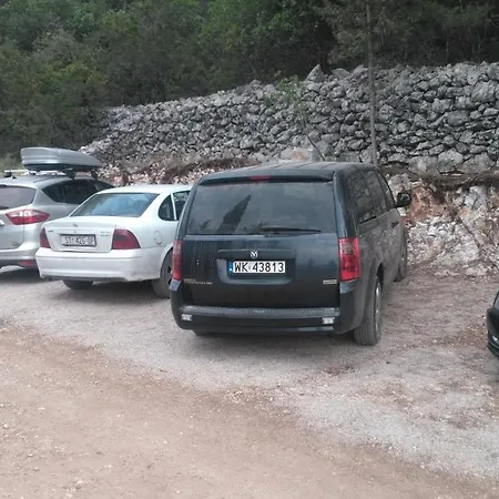 Robinson Delphinus *